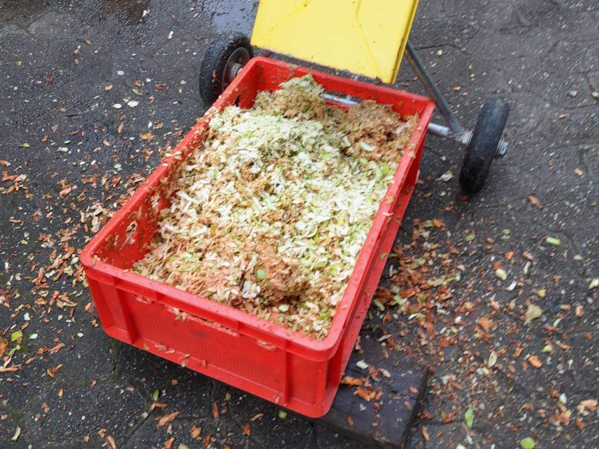 Eine rote Kiste voll gehäckselter Apfelmaische unter dem Auswurf des Häckslers, ringsum Schnitzel auf dem nassen Hofpflaster.