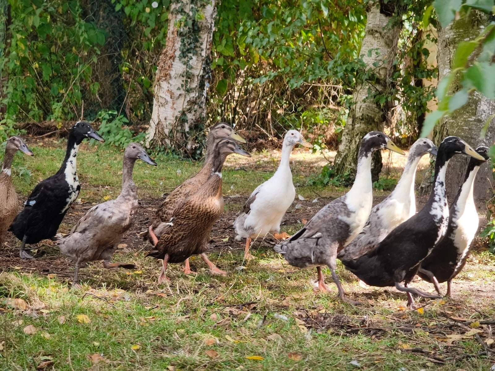 Elf Laufenten in Schwarz, Weiß und Braun stehen mit aufgerichtetem Hals dicht beieinander im Gras unter Birken.