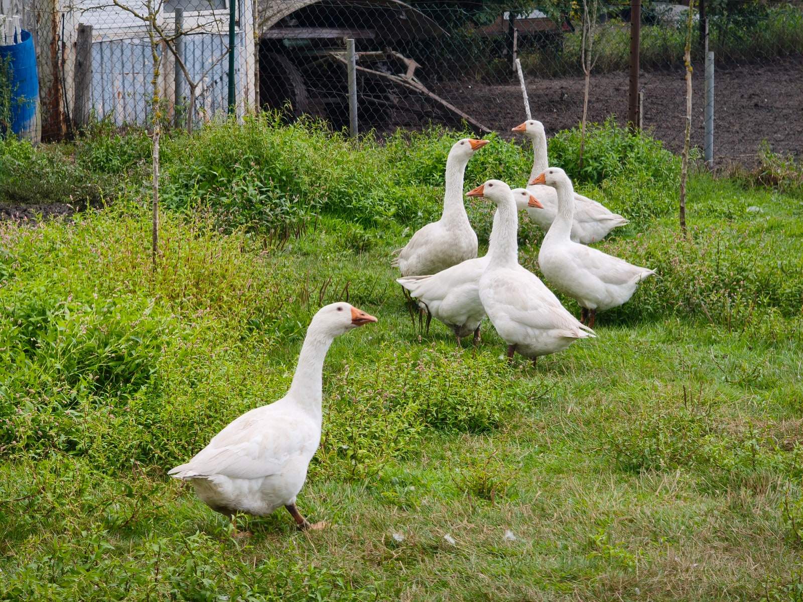 Sechs weiße Gänse stehen dicht beieinander im hohen Gras einer Wiese, eine davon vorn im Halbprofil; dahinter ein Maschendrahtzaun und junge Bäume.