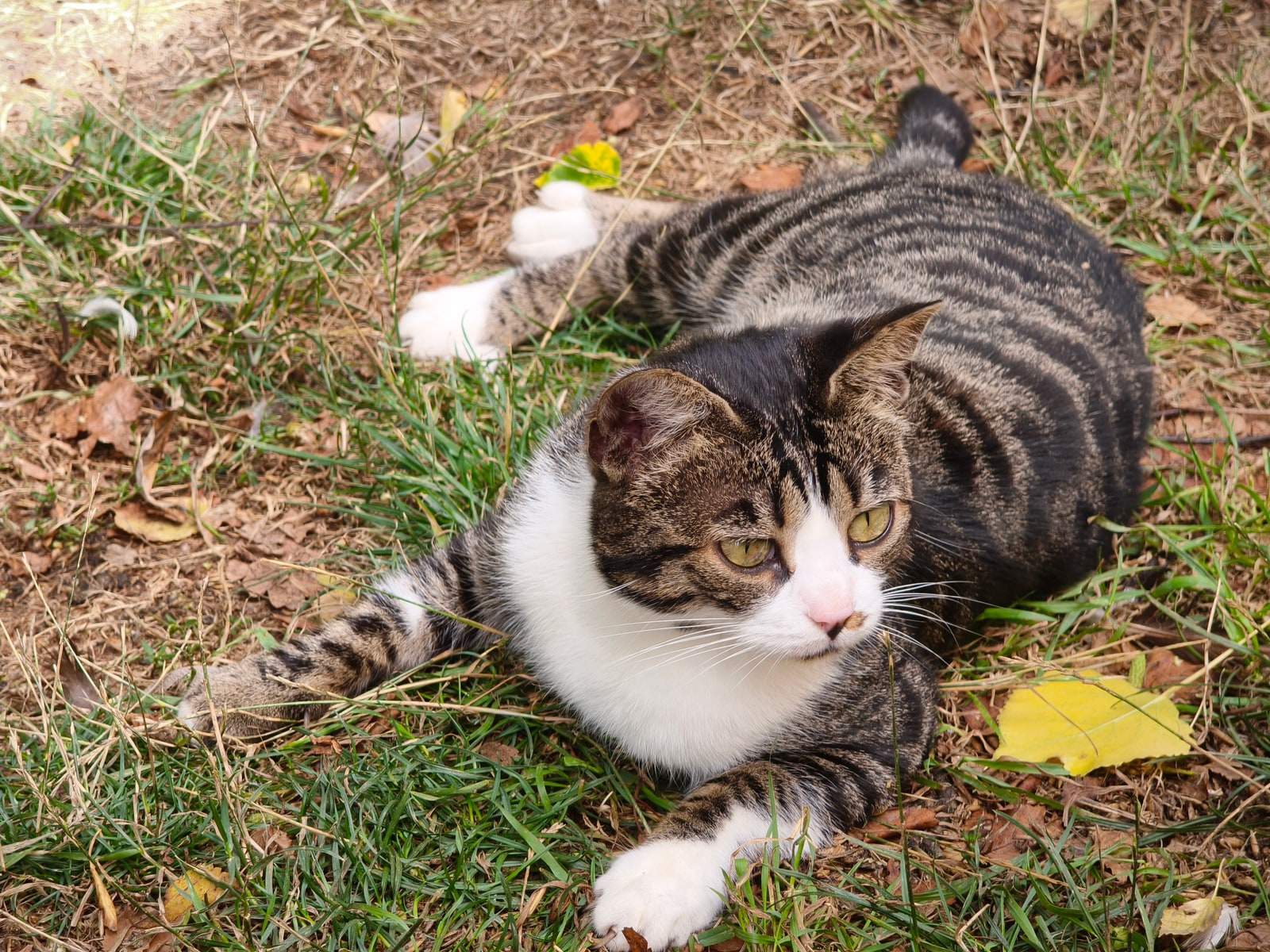Eine getigerte Katze mit weißer Brust und weißen Pfoten liegt auf der Seite im trockenen Gras und schaut in die Kamera.
