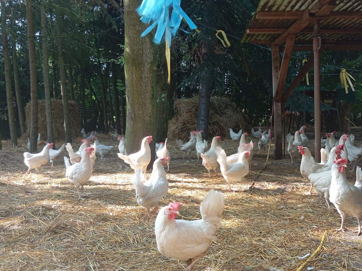 Rund dreißig weiße Hühner laufen im Freien zwischen hohen Bäumen über strohbedeckten Boden, rechts der offene Unterstand mit Wellblechdach.