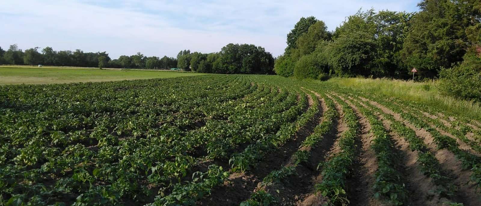 Ein Kartoffelfeld mit langen grünen Reihen reicht bis an eine Baumreihe am Horizont; darüber ein bedeckter Himmel.