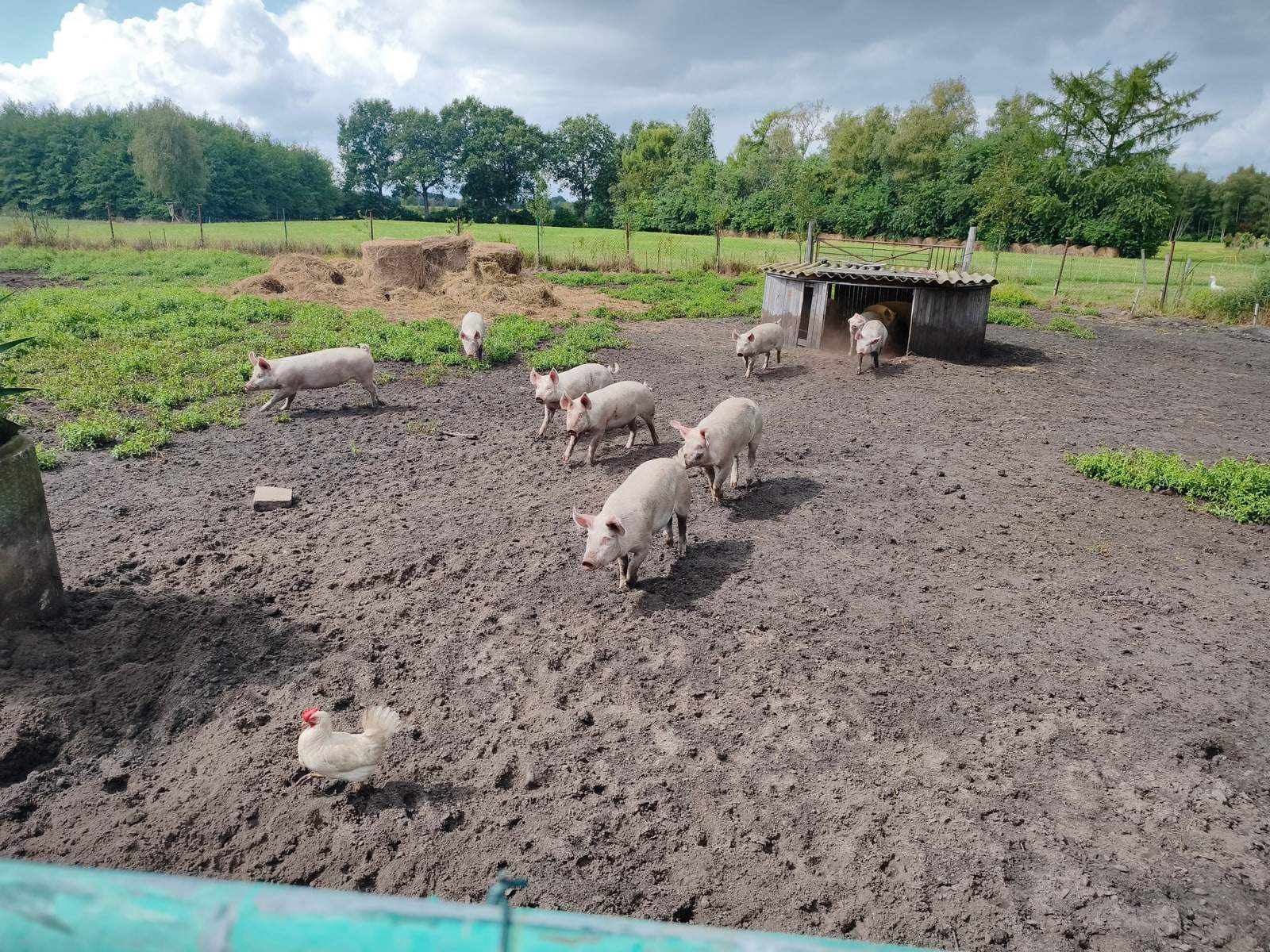 Etwa ein Dutzend rosa Schweine wühlen auf einer weiten, offenen Auslauffläche aus dunkler Erde; rechts steht ein niedriger Unterstand aus Holz, dahinter grünes Weideland und eine Baumreihe.